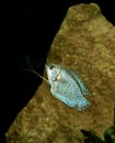 Dwarf Gourami, colisa lalia