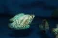 Dwarf gourami (Colisa lalia) aquarium fish Royalty Free Stock Photo