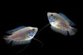 Dwarf gourami Colisa lalia fish Royalty Free Stock Photo