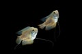 Dwarf gourami Colisa lalia fish Royalty Free Stock Photo