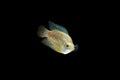 Dwarf gourami Colisa lalia fish Royalty Free Stock Photo