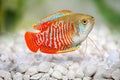 Dwarf gourami Trichogaster lalius tropical aquarium fish Royalty Free Stock Photo