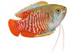 Dwarf gourami Trichogaster lalius tropical aquarium fish Royalty Free Stock Photo