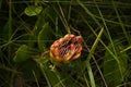 Dwarf Grassland Sugarbush (Protea simplex) 14176 Royalty Free Stock Photo