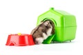 Dwarf gray hamster isolated on white background. Little house.Cute baby hamster, standing facing front.hamster eating food Royalty Free Stock Photo