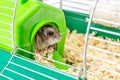 Dwarf gray hamster. Little house.Cute baby hamster, standing facing front.hamster eating food Royalty Free Stock Photo