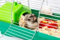 Dwarf gray hamster. Little house.Cute baby hamster, standing facing front.hamster eating food Royalty Free Stock Photo