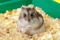 Dwarf gray hamster. Little house.Cute baby hamster, standing facing front.hamster eating food Royalty Free Stock Photo