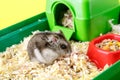 Dwarf gray hamster. Little house.Cute baby hamster, standing facing front.hamster eating food Royalty Free Stock Photo