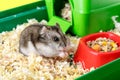 Dwarf gray hamster. Little house.Cute baby hamster, standing facing front.hamster eating food Royalty Free Stock Photo