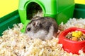 Dwarf gray hamster. Little house.Cute baby hamster, standing facing front.hamster eating food Royalty Free Stock Photo