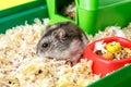 Dwarf gray hamster. Little house.Cute baby hamster, standing facing front.hamster eating food Royalty Free Stock Photo