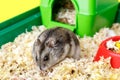 Dwarf gray hamster. Little house.Cute baby hamster, standing facing front.hamster eating food Royalty Free Stock Photo