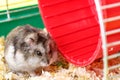 Dwarf gray hamster. Little house.Cute baby hamster, standing facing front.hamster eating food Royalty Free Stock Photo