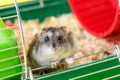 Dwarf gray hamster. Little house.Cute baby hamster, standing facing front.hamster eating food Royalty Free Stock Photo