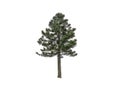 Dwarf green pine tree isolated on white background.