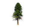 Dwarf green pine tree isolated on white background.