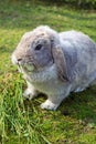 Dwarf lop-eared rabbit breeds Ram Royalty Free Stock Photo