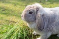 Dwarf lop-eared rabbit breeds Ram Royalty Free Stock Photo