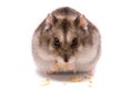 Dwarf hamster Royalty Free Stock Photo