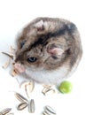 Dwarf hamster Royalty Free Stock Photo