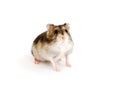 Dwarf hamster