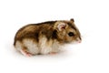 Dwarf hamster Royalty Free Stock Photo