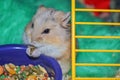 Dwarf Hamster Royalty Free Stock Photo