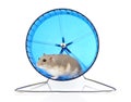 Hamster Exercise Wheel Royalty Free Stock Photo