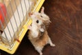Dwarf Hamster climbing on the cage - Roborovski Hamster Royalty Free Stock Photo