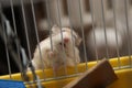 Dwarf Hamster climbing on the cage - Roborovski Hamster Royalty Free Stock Photo