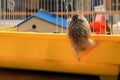 Dwarf Hamster climbing on the cage - Roborovski Hamster Royalty Free Stock Photo