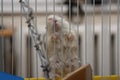 Dwarf Hamster climbing on the cage - Roborovski Hamster