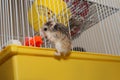 Dwarf Hamster climbing on the cage - Roborovski Hamster Royalty Free Stock Photo
