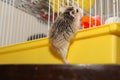 Dwarf Hamster climbing on the cage - Roborovski Hamster