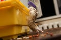 Dwarf Hamster climbing on the cage - Roborovski Hamster