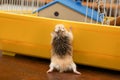 Dwarf Hamster climbing on the cage - Roborovski Hamster