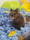 Dwarf Hamster Staring