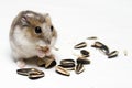 Dwarf Hamster Eating Melon Seeds Royalty Free Stock Photo