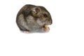 Dwarf hamster eating peanut isolated on the white background Royalty Free Stock Photo