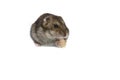 Dwarf hamster eating peanut isolated on the white background Royalty Free Stock Photo