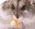 Dwarf hamster eating pumpkin seed Royalty Free Stock Photo