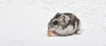 Dwarf hamster eating seeded bread on a chopping board Royalty Free Stock Photo