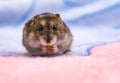 Dwarf hamster eating seeded bread on a chopping board Royalty Free Stock Photo