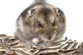 Dwarf hamster eating sunflower seed isolated on the white background. Royalty Free Stock Photo