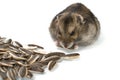 Dwarf hamster eating sunflower seed isolated on the white background. Royalty Free Stock Photo