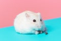 Dwarf hamster eating sunflower seeds on blue and pink background front view. Royalty Free Stock Photo