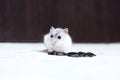 Dwarf hamster eating sunflower seeds on the table Royalty Free Stock Photo