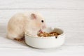 Dwarf hamster eating from white bowl isolated on gray background. Close up macro Royalty Free Stock Photo