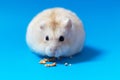 Dwarf hamster eats seeds on blue background, copy of space Royalty Free Stock Photo